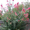 Large backyard in Watauga rental house with flowers and trees.